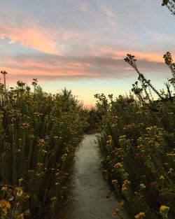 Narrow footpath amidst plants against dramatic sky