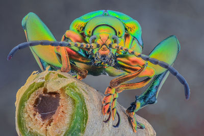 Close-up of insect perching on leaf