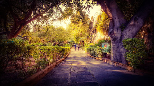 People walking on footpath amidst trees