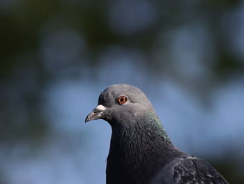 Close-up of pigeon