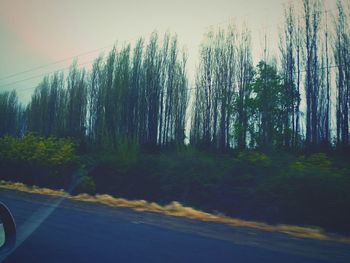 Road amidst trees in forest against sky