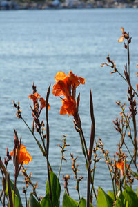 Close-up of flowering plants against water