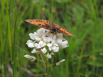Close-up of butterfly pollinating on flower