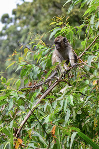 Low angle view of monkey on tree