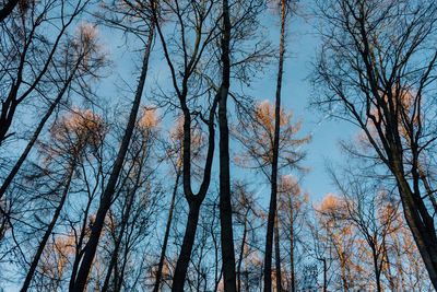 Low angle view of bare trees against clear sky