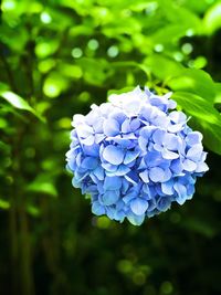 Close-up of purple hydrangea flower in park