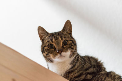 Close-up portrait of tabby cat