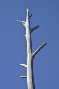 Low angle view of bare tree against blue sky