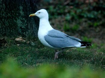 Seagull perching on a land