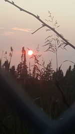 Close-up of plants against sunset sky