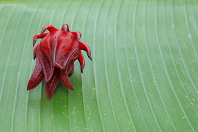 Close-up of wet red leaves on plant