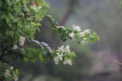 Close-up of white flowering plant