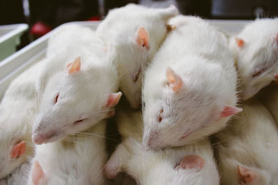 Close-up of white dead rats