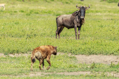 Animals on field