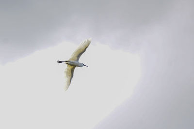 Low angle view of seagull flying against sky