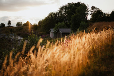 Plants growing on field by houses against sky