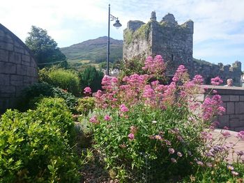 Pink flowers blooming in park