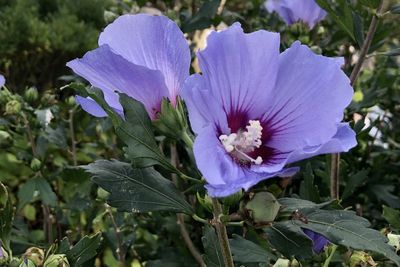 Close-up of purple flowering plant