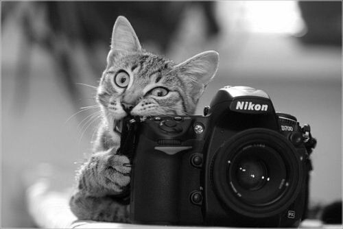 animal themes, one animal, focus on foreground, close-up, pets, mammal, domestic animals, domestic cat, cat, selective focus, indoors, looking at camera, feline, portrait, car, no people, part of, front view, animal head, land vehicle