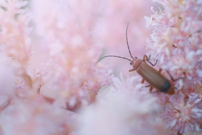 Long horned insect on flower bush