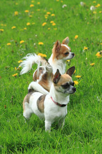 View of a dog on field