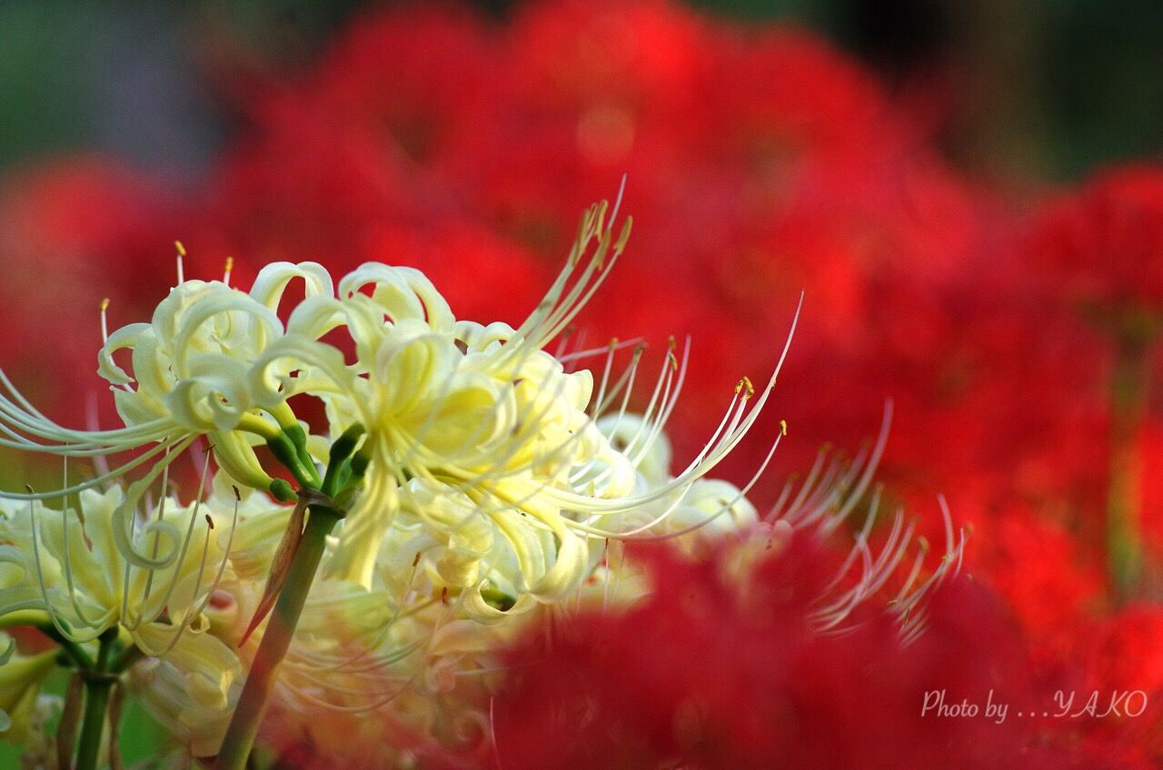 郷土の森