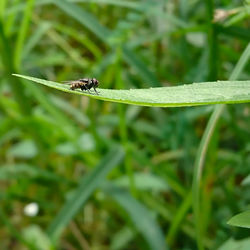 Close-up of insect on grass