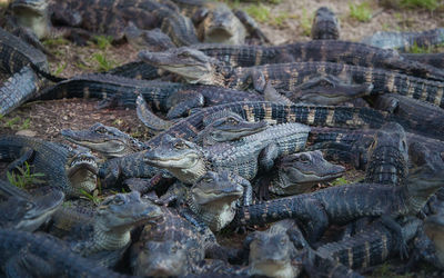 High angle view of crocodile in water