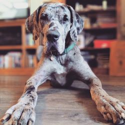 Portrait of dog sitting on floor at home