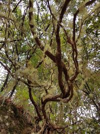 Low angle view of tree in forest against sky