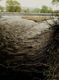 Reflection of trees in water