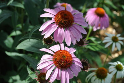 Close-up of pink flower in park