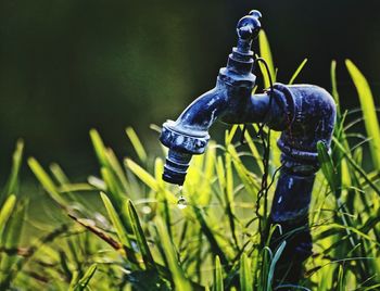 Close-up of plants in water