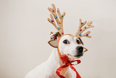 Funny dog in a deer costume with antlers, preparation for the party, masquerade