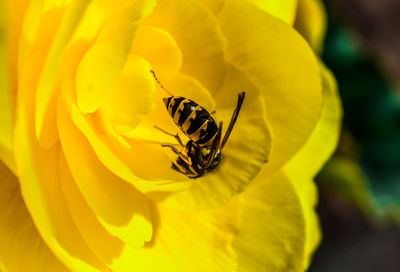 Close-up of insect on yellow flower