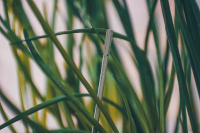 Close-up of grass growing on field