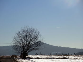 Scenic view of tree against clear sky