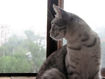 Close-up of a cat looking away