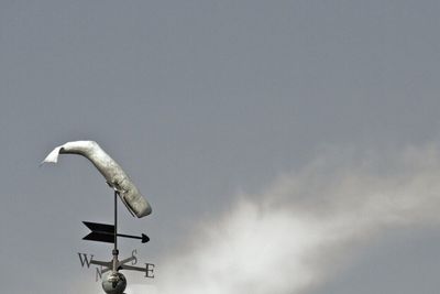 Low angle view of bird against sky