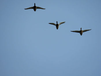 Low angle view of seagulls flying in the sky