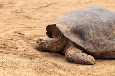 Close-up of turtle in sand