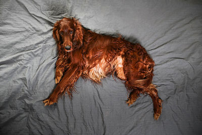 Portrait of dog lying down on bed