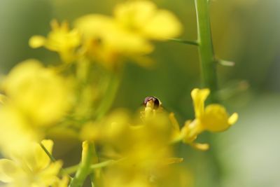 Close-up of insect on yellow flower