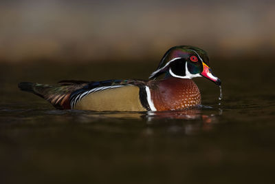 Close-up of a duck in a water