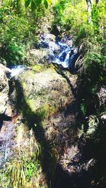 View of stream in forest