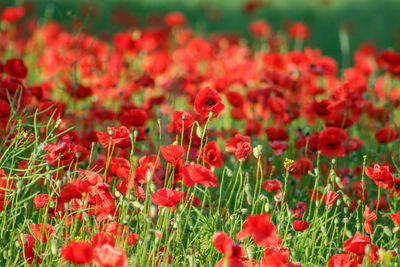 Close-up of red poppy flowers on field