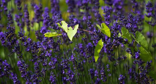 Close-up of purple flowers