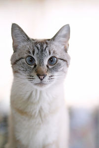 Close-up portrait of cat looking at camera