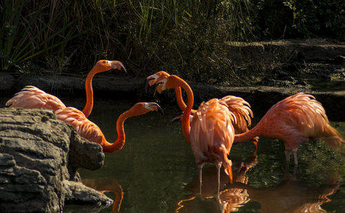 Flock of birds in lake