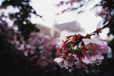 Close-up of insect on flower against blurred background